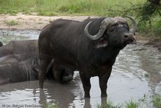 Afrikanischer Büffel (61 von 102).jpg
